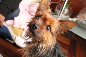 yorky