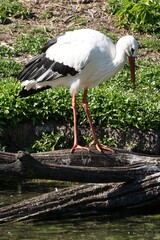 Wall Mural - Vertical shot of a white stork on the log over a river