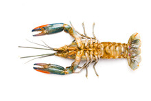 A Picture Of Freshwater Lobster Upside Down On Isolated White Background. The Taste Of The Meet Is Sweet Compared To Sea Lobster.