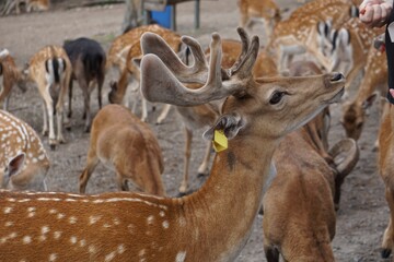 Sticker - Herd of deer in the farmland