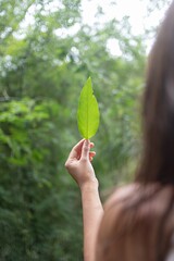 Poster - Selective focus shot of the young brunette woman holding a long leaf