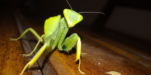 Sticker - Closeup of a praying mantis on the table under the lights with a blurry background