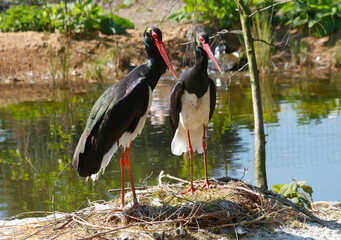 Wall Mural - 
big wild exotic stork