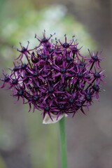 Wall Mural - Vertical selective focus shot of purple allium atropurpureum