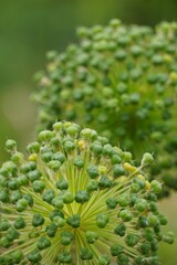 Poster - Vertical selective focus shot of green onion plants on blurred background