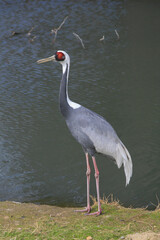 Wall Mural - 
big wild exotic stork