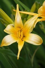 Sticker - Closeup shot of a bright yellow lily with fresh green leaves in background