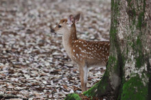 Very Young Fawn In The Forest