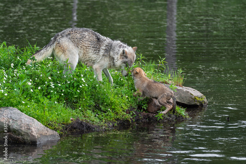 Grey Wolf (Canis lupus) and Pup Meet on Island Summer