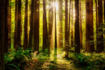 Sunbeams shine through a foggy redwood forest in California at sunset