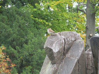 Poster - Closeup shot of a sparrow standing on a rock with trees on the background