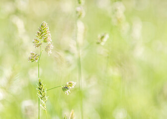 grass in field