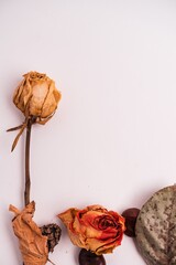 Canvas Print - Vertical shot of different dried plants isolated on a light-colored background