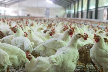 Poster - Closeup shot of broiler chickens into the indoor chicken farm