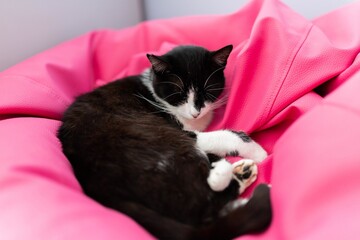 Wall Mural - Cute black cat sleeping on a pink pouf chair