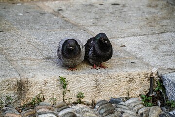 Closeup shot of two serious pigeons sitting on a curb during daylight