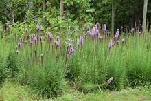 Blazing Star (Liatris Spicata) Is An Asteraceae Perennial Plant, And Spikes Bloom In Early Summer.