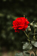 Czerwona róża wśród liści