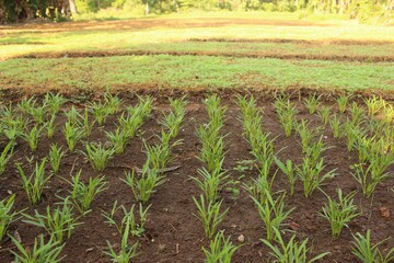 Sticker - Crops growing out of the ground on the field