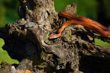 Wall Mural - The corn snake (Pantherophis guttatus) with prey on a green background. A color mutation of a corn snake in a typical hunting position