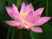 Closeup Shot Of A Blossoming Pink Lotus Flower With A Yellow Center