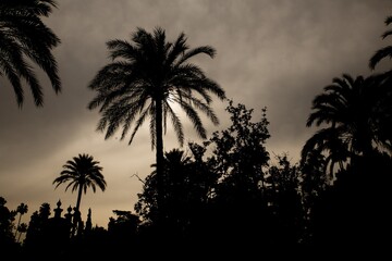 Silhouette of palm trees on dark sky background