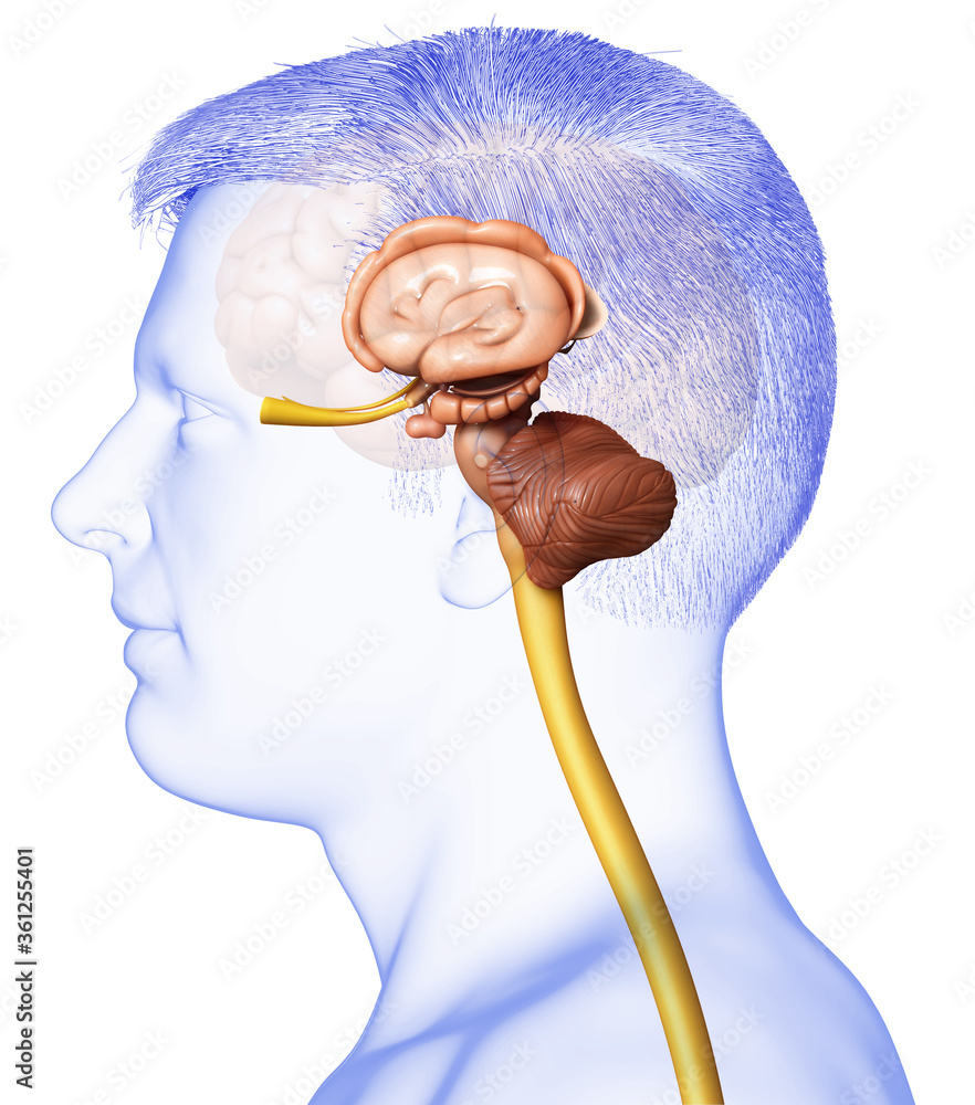 3d rendering medical illustration of male brain anatomy Stock ...