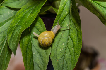 Little snail creeps on a leaf	
