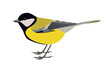 Bird vector illustration. Side view.