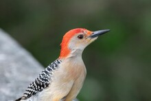 Shallow Focus Shot Of A Red-bellied Woodpecker