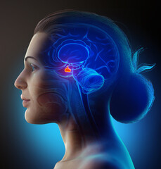 Wall Mural - 3d rendering medical illustration of a female Brain anatomy PITUITARY GLAND - cross section