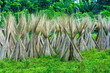 Jute plant stems laid for drying in the sun with sky and green tree and bushes on background.Cultivation of jute plant in West bengal, India