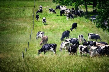 Wall Mural - Selective focus shot of cows grazing in a field