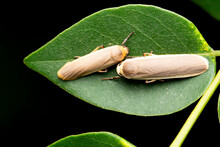 Hoary Footman Moth, Eilema Caniola, Satara, Maharashtra, India