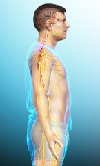 Wall Mural - 3d rendered medically accurate illustration of a male nervous system