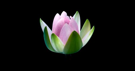 Wall Mural - 4k Time lapse of waterlily flower blossoming,alpha channel