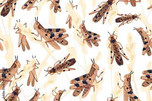 Fotografía Swarm of locusts attacking rice crop seamless pattern