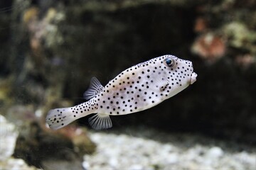 Wall Mural - A cute shortnose boxfish is swimming in marine aquarium. Small nose boxfish (Rhynchostracion nasus) has a powerful toxin on the skin.