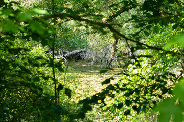 Uncultivated forest with lake in a nature reserve