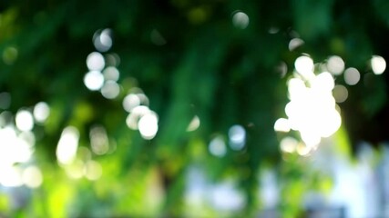 Wall Mural - Nature green bokeh sunshine abstract blurred background