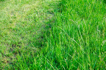 Partially cut grass lawn. Green fresh grass. Difference between perfectly mowed, trimmed garden lawn or field for sports and long uncut grass. Lawn, carpet, natural green trimmed grass field.