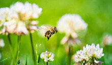 Close Up Of Honey Bee In Midair On The Clover Flower In The Green Field. Green Background.