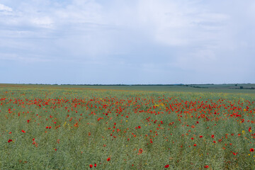 green and red beautiful poppy flower field background, field landscape, cloud, Without the sun, dramatic view