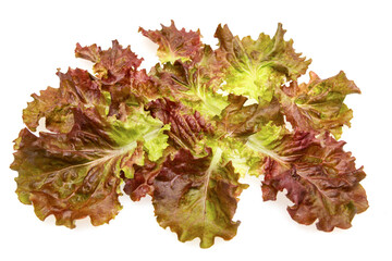 yellow red lettuce leaves on a white background