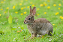 Wild Rabbit (Oryctolagus Cuniculus) In A Field.