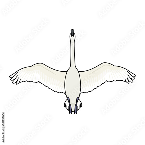 1 781 Cygnet Flier Feather Wall Murals Canvas Prints Stickers Wallsheaven