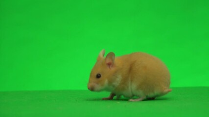 Wall Mural - Syrian hamster on a green screen