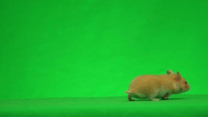 Sticker - Syrian hamster on a green screen