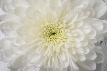 White flower aster macro