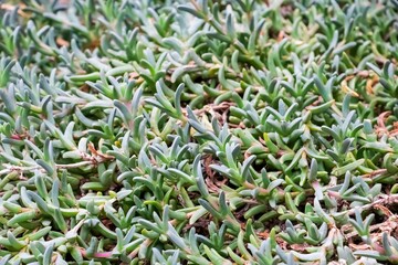 Wall Mural - Closeup shot of a variety of Senecio peregrinus plants